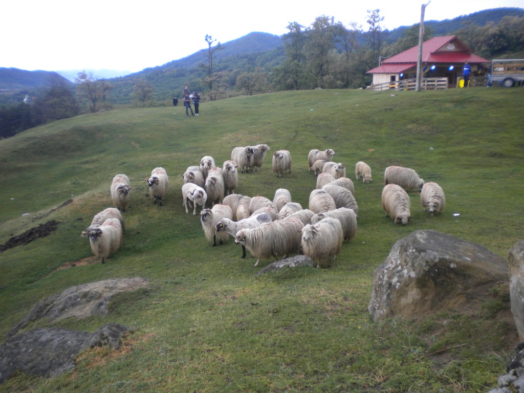DSCN6160