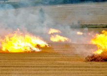 Incendierea_miristilor_si__vegetatiei_uscate