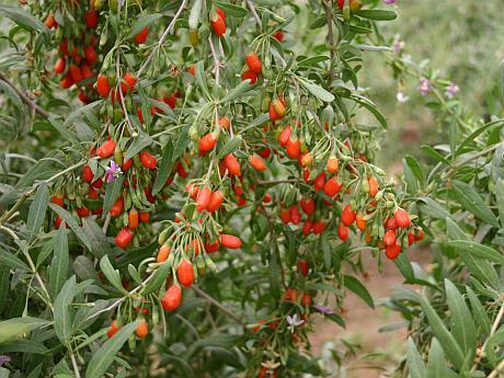 goji