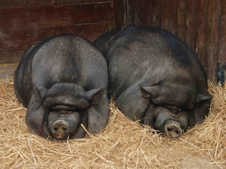 porci-vietnamezi