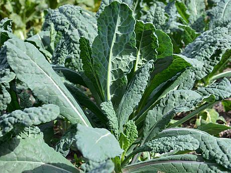 varza-kale