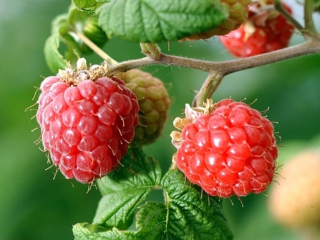 RASPBERRIES AR